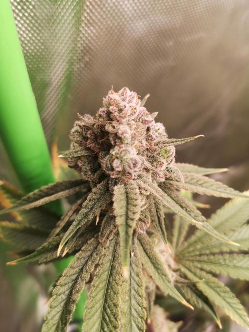 Skywalker/Chemira/Cherry. Week 16