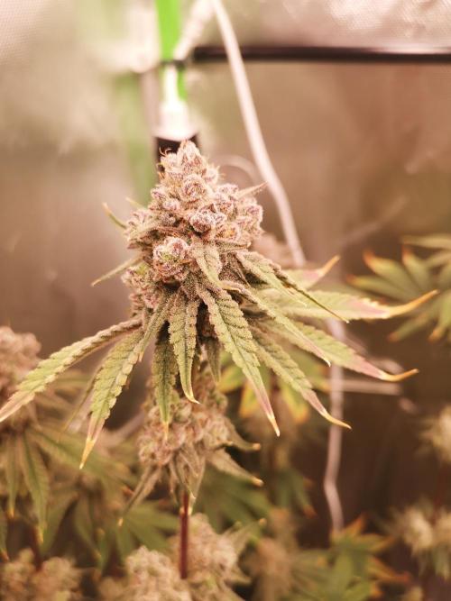 Skywalker/Chemira/Cherry. Week 16