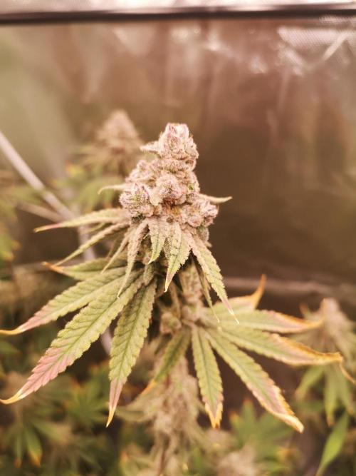 Skywalker/Chemira/Cherry. Week 16