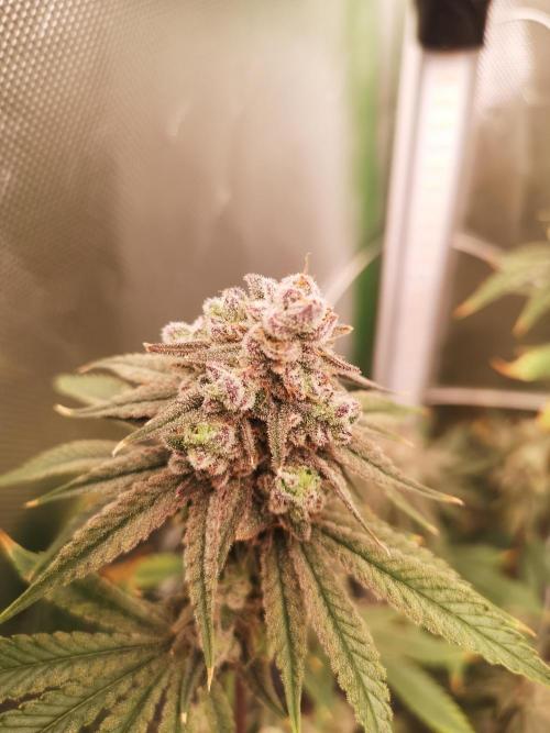 Skywalker/Chemira/Cherry. Week 16