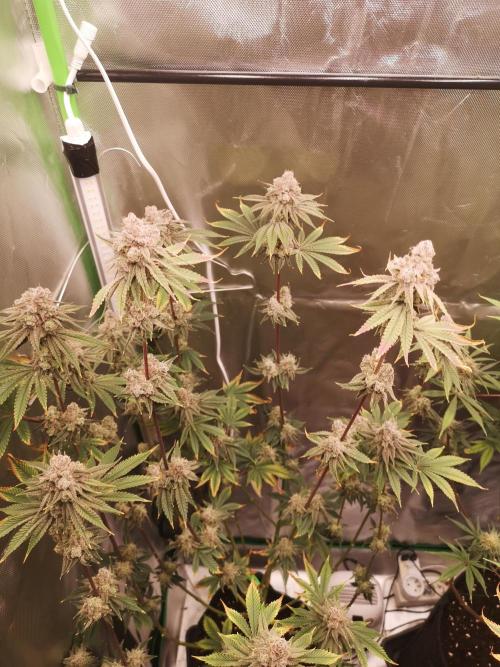 Skywalker/Chemira/Cherry. Week 16