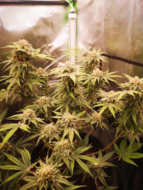 Skywalker/Chemira/Cherry. Week 16