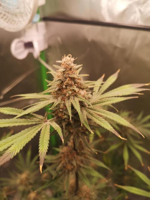 Skywalker/Chemira/Cherry. Week 16