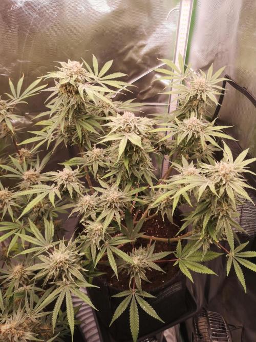 Skywalker/Chemira/Cherry. Week 16