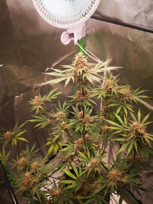 Skywalker/Chemira/Cherry. Week 16