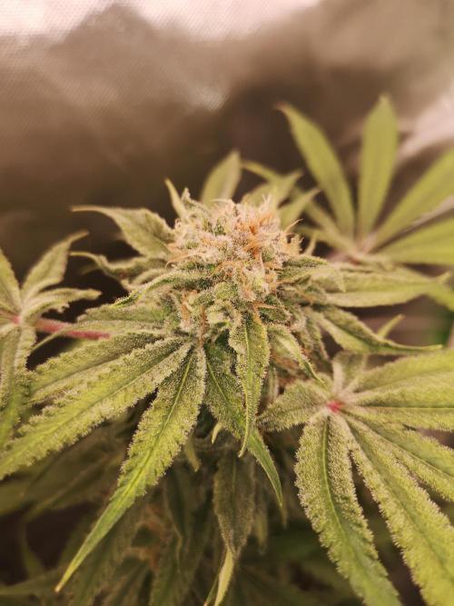 Skywalker/Chemira/Cherry. Week 16