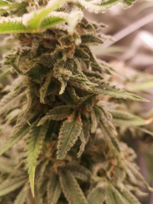 Skywalker/Chemira/Cherry. Week 17