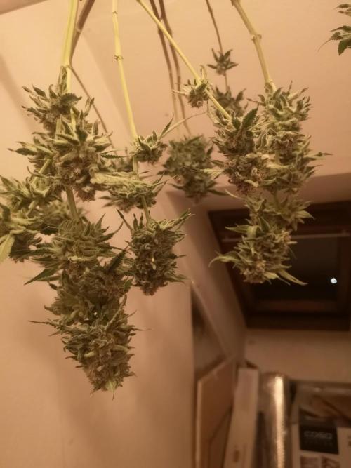 Skywalker/Chemira/Cherry. Week 17