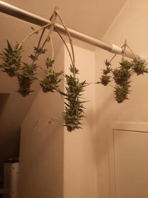 Skywalker/Chemira/Cherry. Week 17