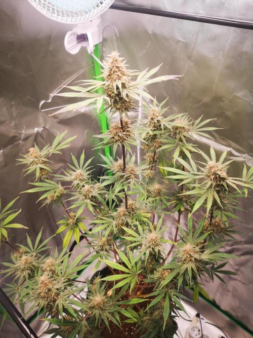 Skywalker/Chemira/Cherry. Week 17