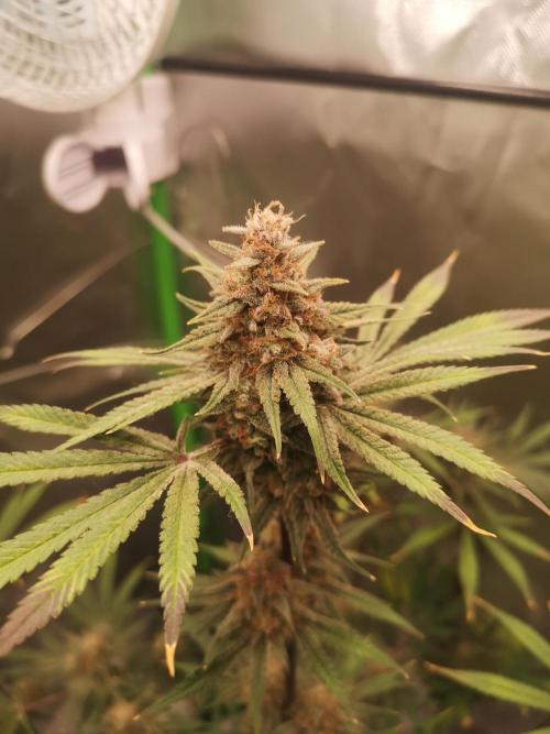 Skywalker/Chemira/Cherry. Week 17