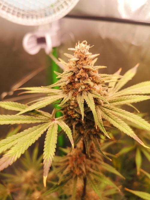 Skywalker/Chemira/Cherry. Week 18