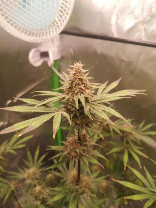 Skywalker/Chemira/Cherry. Week 18