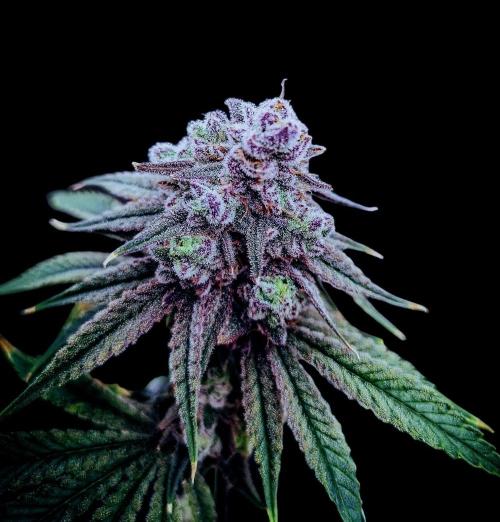 Skywalker/Chemira/Cherry. Week 16 - Photo by my wife