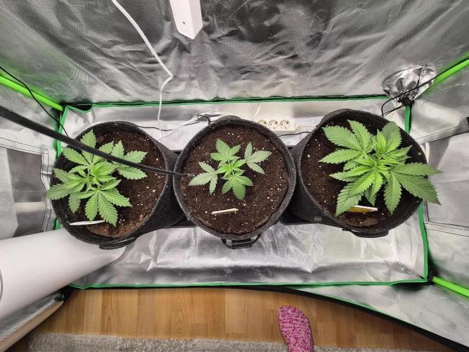 Skywalker/Chemira/Cherry