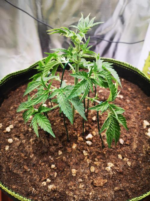 Hyper Vyper & Gulupa. Week 3