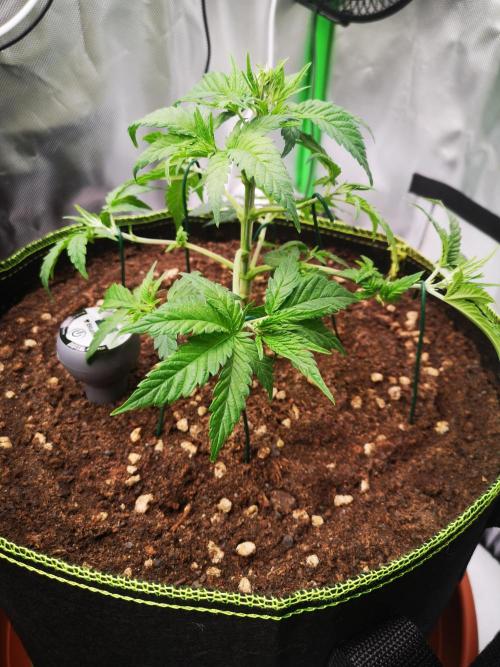 Hyper Vyper & Gulupa. Week 3