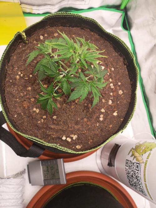 Hyper Vyper & Gulupa. Week 3