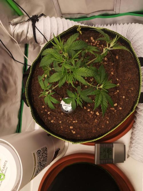 Hyper Vyper & Gulupa. Week 3