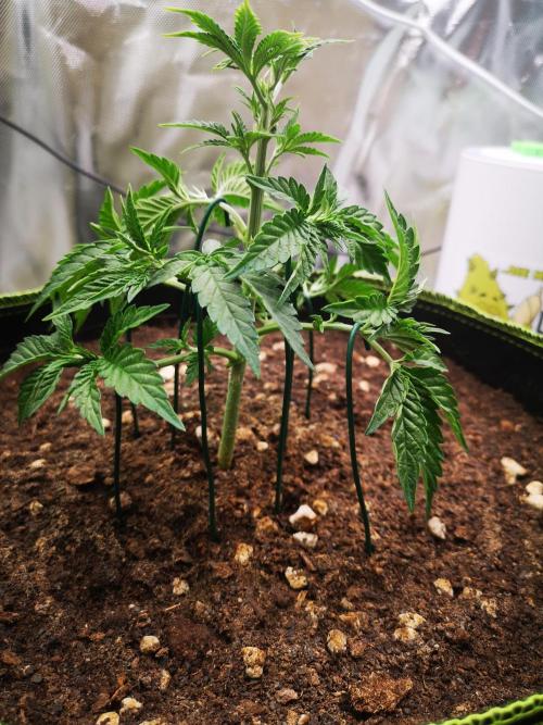 Hyper Vyper & Gulupa. Week 3