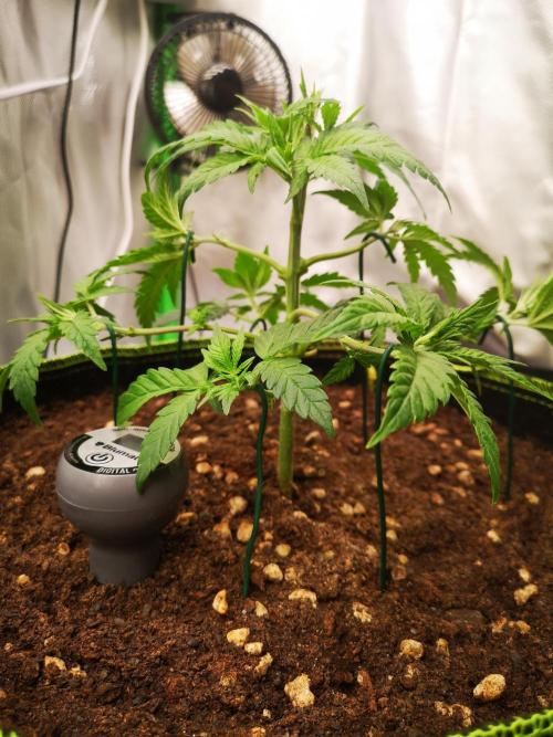 Hyper Vyper & Gulupa. Week 3