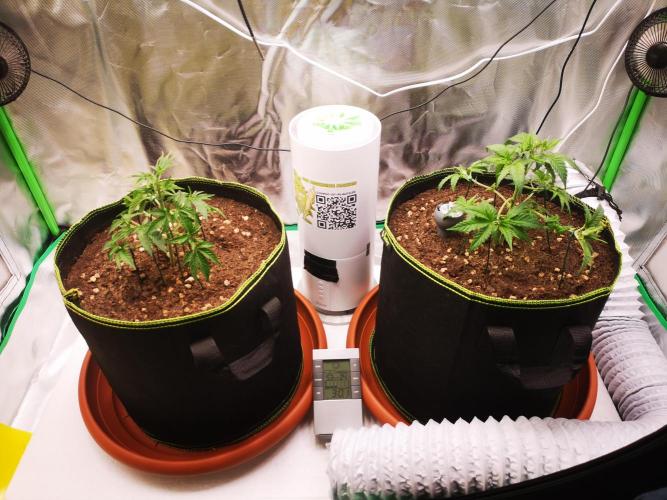 Hyper Vyper & Gulupa. Week 3