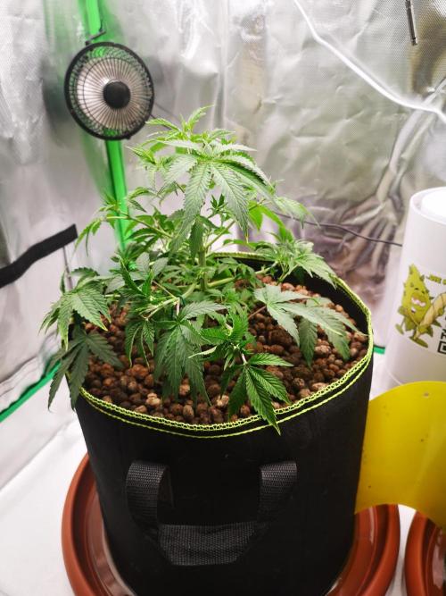 Hyper Vyper & Gulupa. Week 4