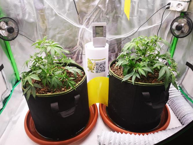 Hyper Vyper & Gulupa. Week 4