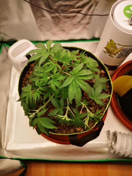 Hyper Vyper & Gulupa. Week 4