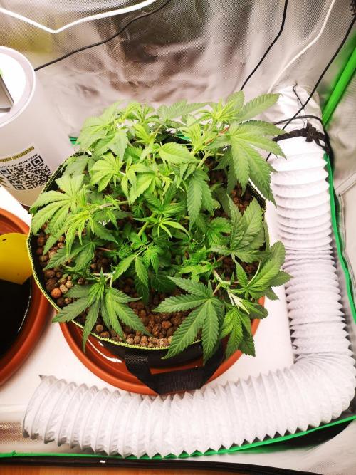 Hyper Vyper & Gulupa. Week 4