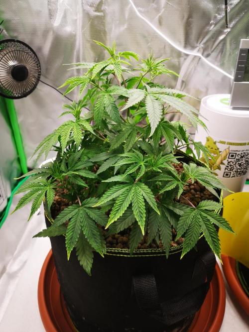 Hyper Vyper & Gulupa. Week 5