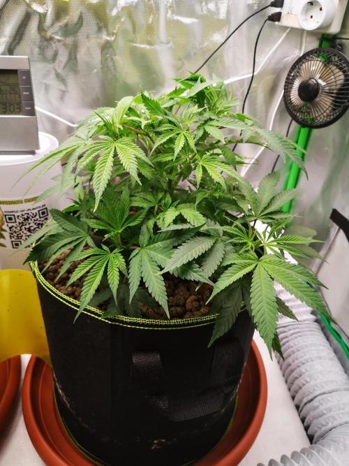 Hyper Vyper & Gulupa. Week 5