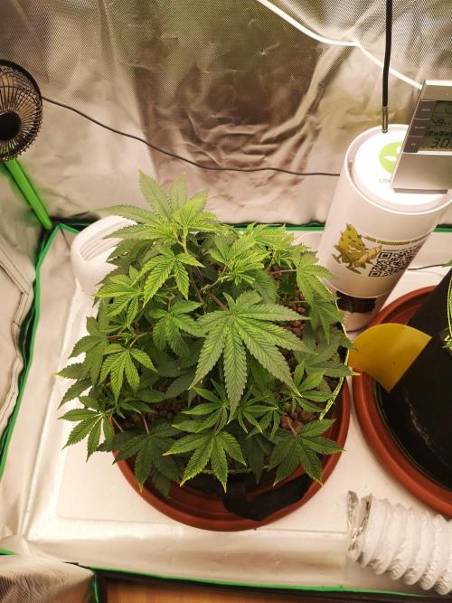 Hyper Vyper & Gulupa. Week 5