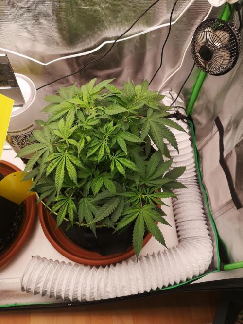 Hyper Vyper & Gulupa. Week 5