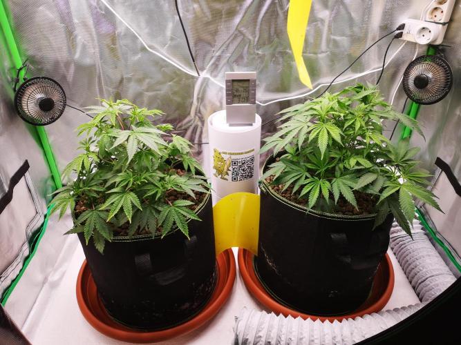 Hyper Vyper & Gulupa. Week 5