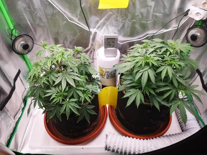 Hyper Vyper & Gulupa. Week 6 - Before