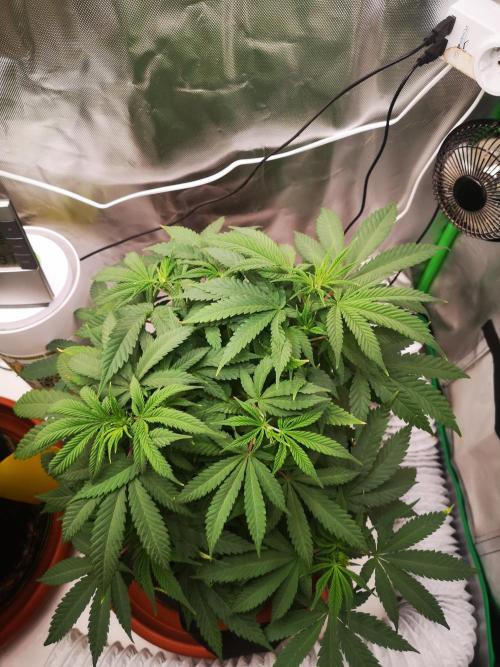 Hyper Vyper & Gulupa. Week 6