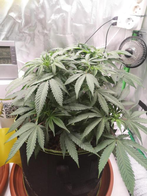 Hyper Vyper & Gulupa. Week 6 - HyperVyper before defolation 