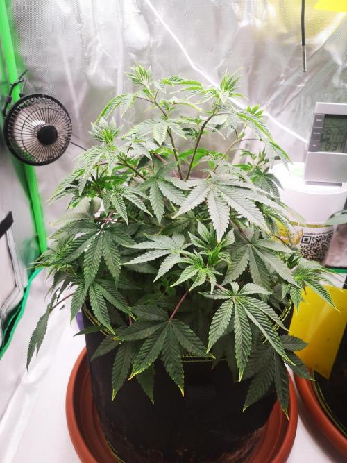 Hyper Vyper & Gulupa. Week 6