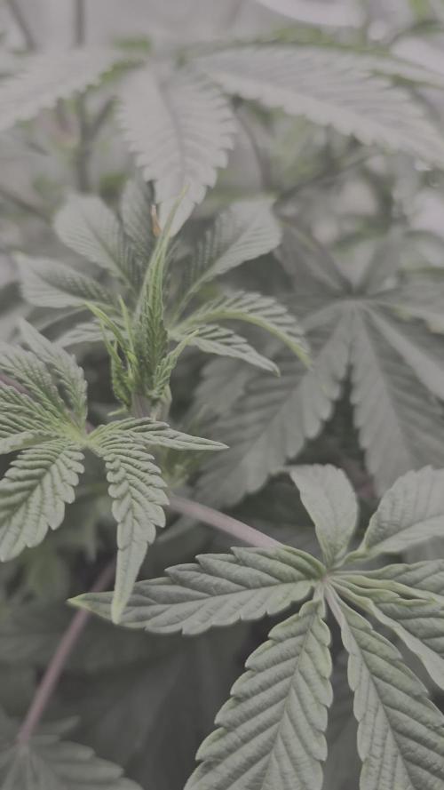 Hyper Vyper & Gulupa