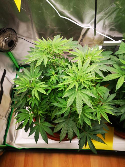 Hyper Vyper & Gulupa. Week 7