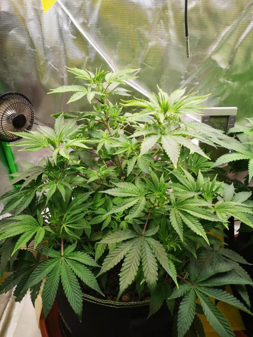 Hyper Vyper & Gulupa. Week 7