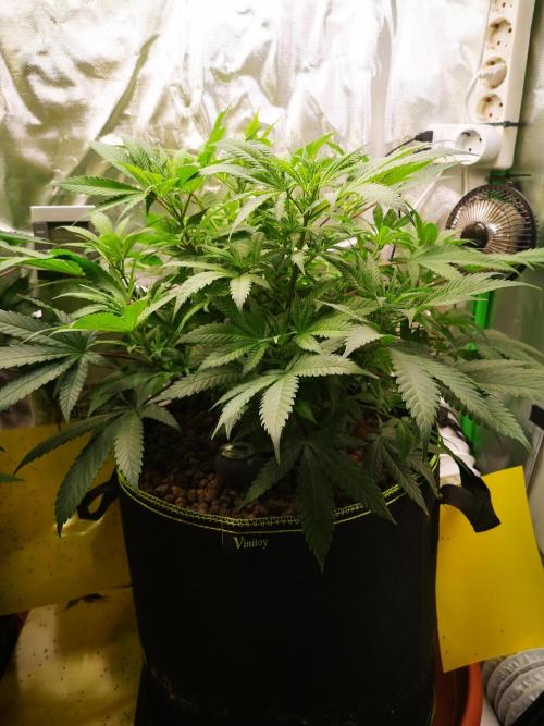 Hyper Vyper & Gulupa. Week 7