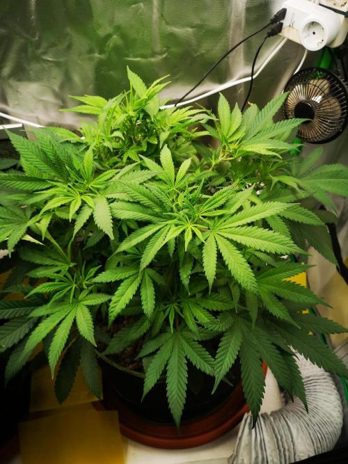 Hyper Vyper & Gulupa. Week 7