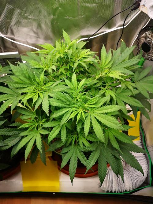 Hyper Vyper & Gulupa. Week 7