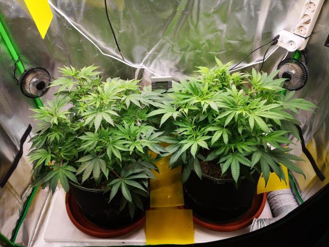 Hyper Vyper & Gulupa. Week 7