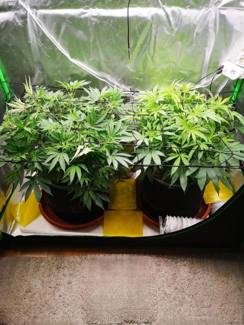 Hyper Vyper & Gulupa. Week 8