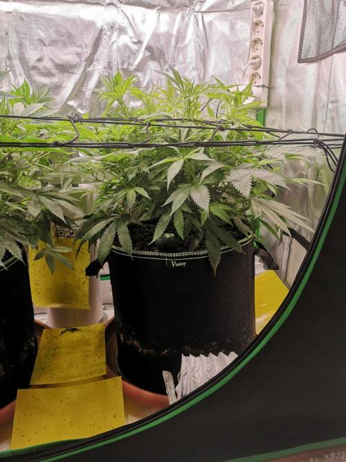 Hyper Vyper & Gulupa. Week 8