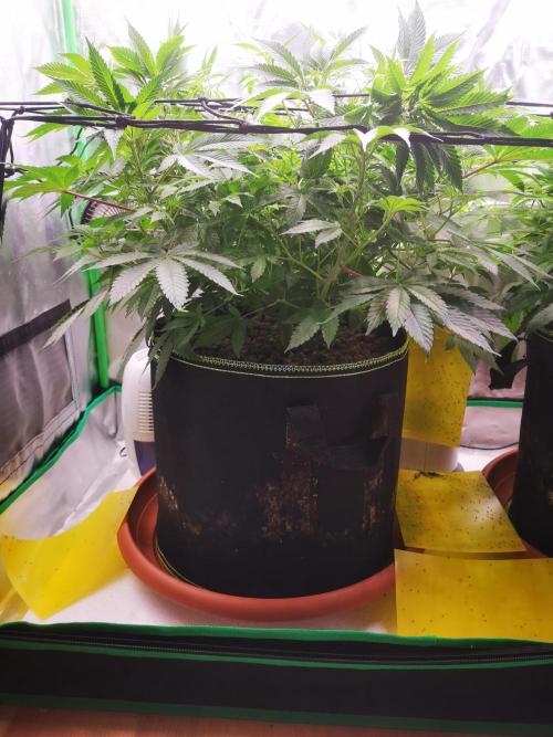 Hyper Vyper & Gulupa. Week 8