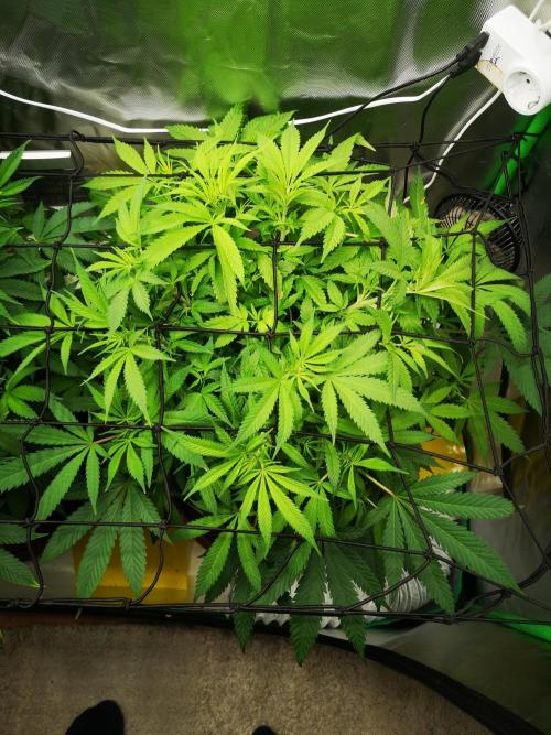 Hyper Vyper & Gulupa. Week 8